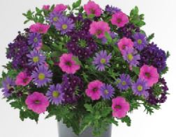 Compositions horticoles 6 Litres